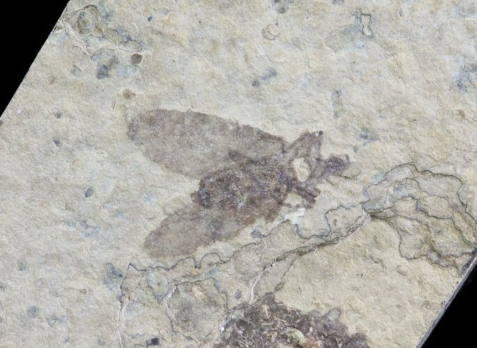 Fossil March Fly (Plecia) - Green River Formation #65175